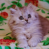 Абиссинские котята